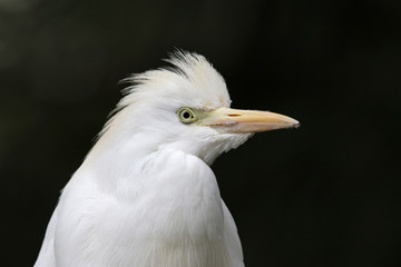 A profile shot of a Cattle Egret (Bubulcus ibis) on black.