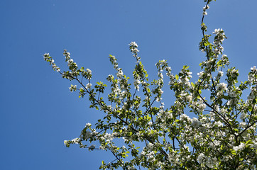 flowering apple. apple tree branches. apple blossom