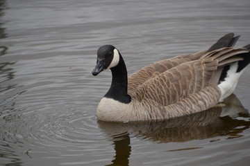 Canadian Goose Swimming