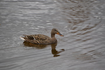 Female Mallard Duck at Gold Bar Park 2