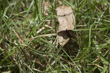 moth of the ephestia type, in a park surrounded by plants. biology concept