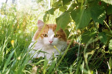 A red cat lies on the grass in a summer sunny day.