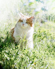 Naklejka na ściany i meble red cat among the green grass on the lawn