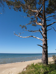 pine tree on the seashore