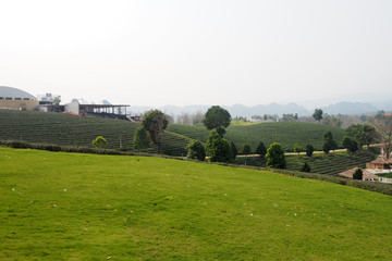 Fototapeta na wymiar The big tea plantation look nice and beautyful