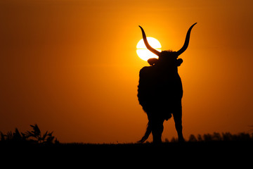Fototapeta na wymiar Silhouette of bull on sunset