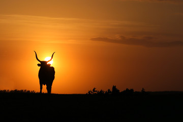 Cow silhouette on sunset on the field