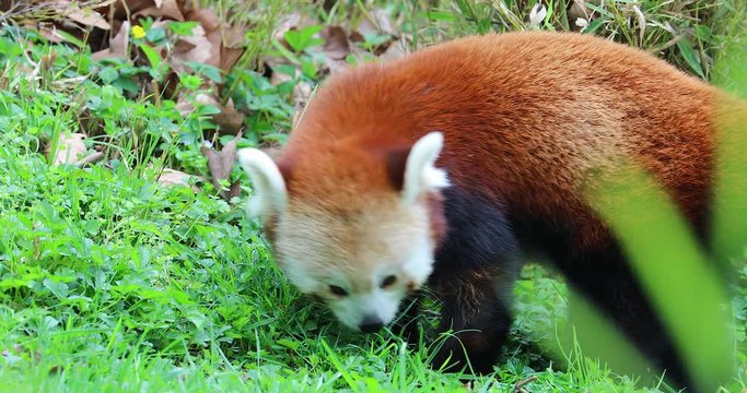 Beautiful Red Panda Eating Grass