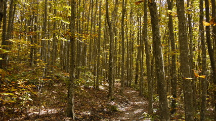 A way through the woods