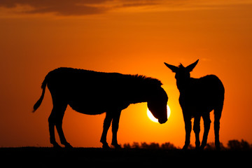 Fototapeta na wymiar Silhouette of two donkeys on sunset