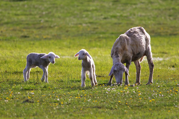 Two Lambs and sheep on the pasture