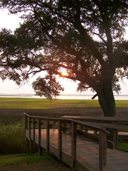 Descending on the Marsh