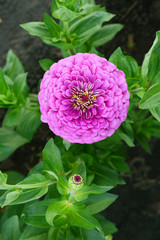 Garden flower zinnia purple color top view.