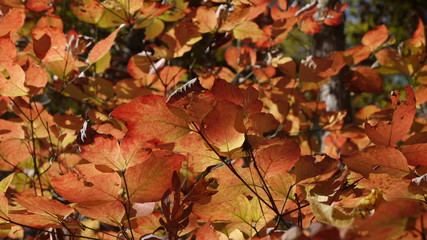 Red Fringed Leaves