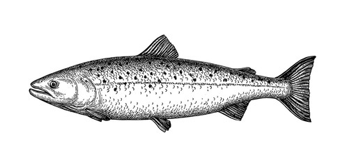 Fototapeta premium Ink sketch of salmon.