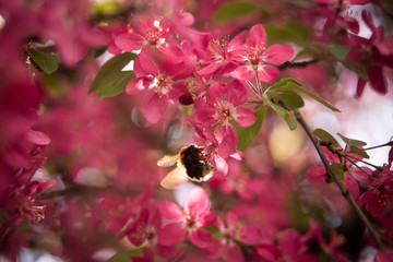 Spring flowering apple-tree