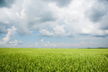 Ripening wheat field