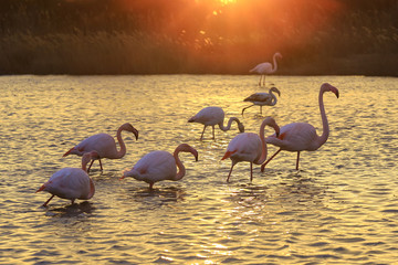 Le flamant © Daylight Photo