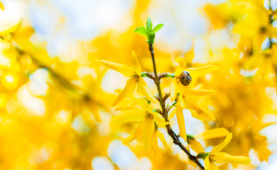 A small snail on the yellow forsythia. Beautiful spring forsythia closeup. Shallow depth of field.