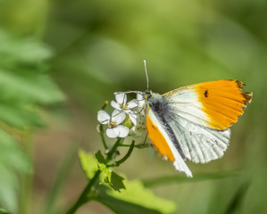 Aurorafalter auf weißer Blüte