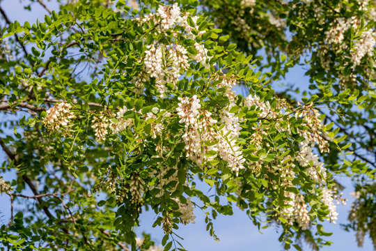 The upper branches of the black locust (Robinia pseudoacacia) in flowers. Blue sky backround.