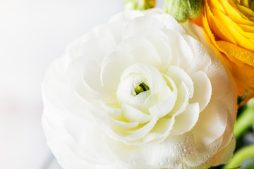 Ranunculus Buttercup Flowers of different colours