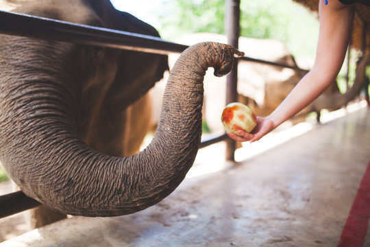 assian elephant trunk 