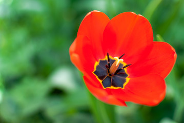 Obraz premium Beautiful red tulips closeup. Macro flower background. Shallow depth of field. 