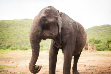 Fototapeta na wymiar elefante tailandia