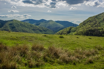 forest mountain nature landscape