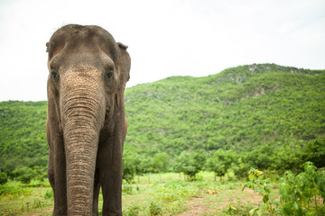 wild elephant 