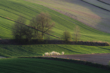 Wiosenne pola © Tomek Kiecana