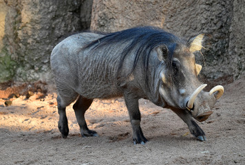 jabali