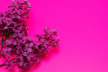 Branch of a blossoming lilac on a purple background