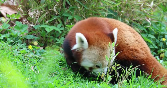 Red Panda Eating Grass Close Up