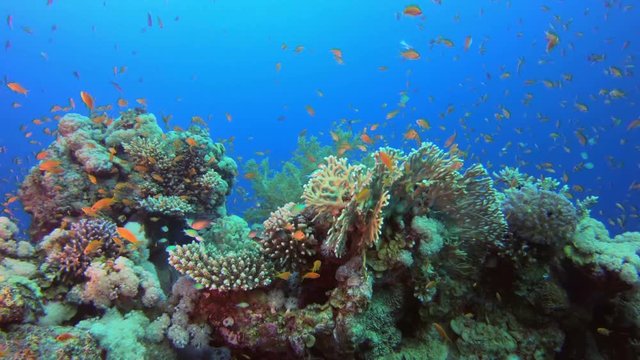 Colorful Reef Scene. Picture of colorful scalefin anthias fish (Pseudanthias squamipinnis) and corals in the tropical reef of the Red Sea Dahab Egypt.