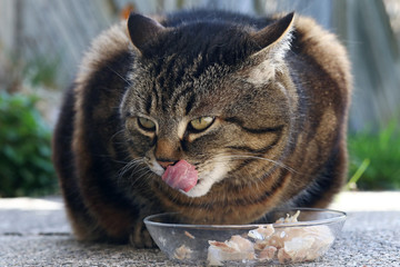 Eine Katze freut sich über leckeres Futter