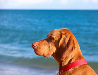 Male hungarian Vizsla