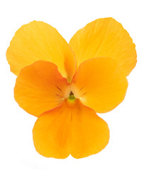Orange Pansy flower