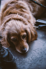 Golden spaniel dachshund mix dog under the table 