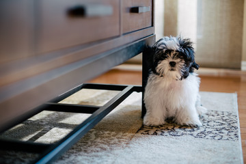 Maltese Shih Tzu Mix black and white puppy