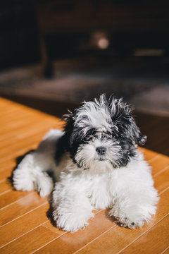 Maltese Shih Tzu Mix black and white puppy