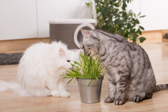 Katzen fressen Katzengras in der Wohnung