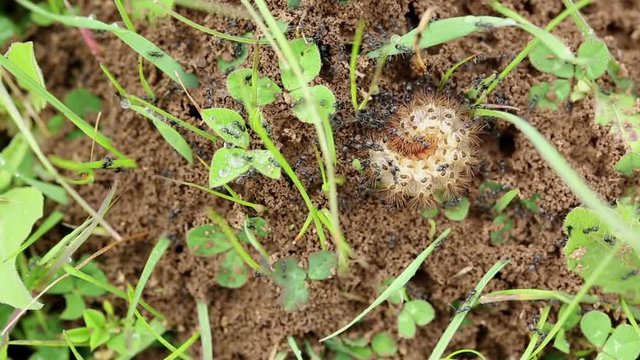 teamwork of ants working together to remove a coiled caterpillar from their anthill