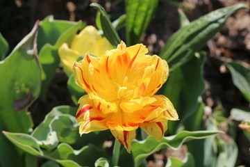 Colorful multi-colored tulips