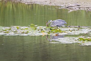 Obraz premium Gray heron cathes a fish