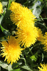 Blooming yellow dandelion