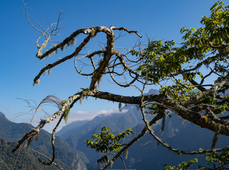 Branch in Taroko