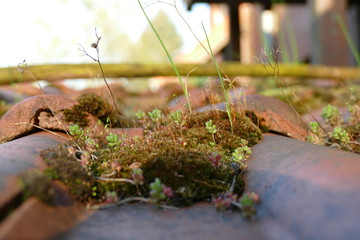Moos auf einem Dach