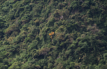 Fototapeta na wymiar yellow tree in forrest of green trees